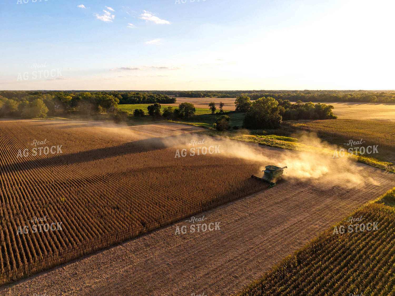 Soybean Harvest 115842