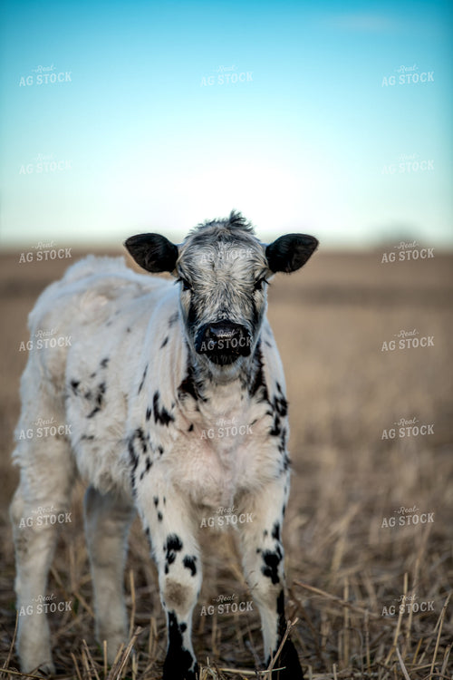 Calf 76709