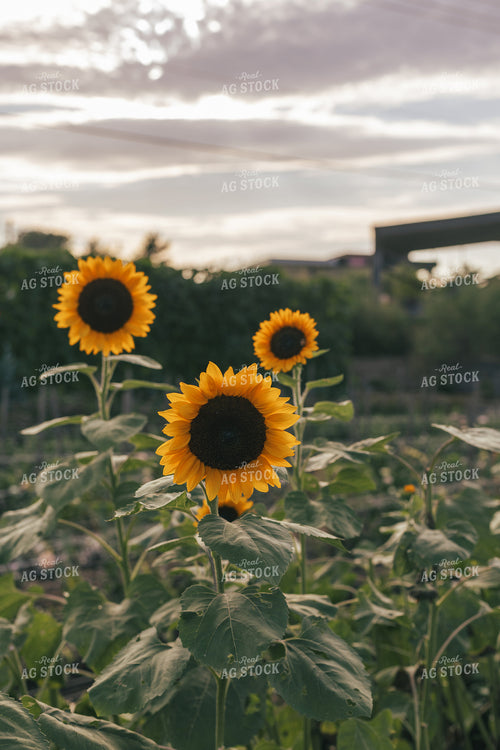 Sunflowers 162019
