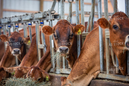 Jersey Cattle Eating in Barn 270479