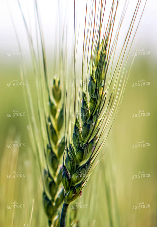 Barley 138105