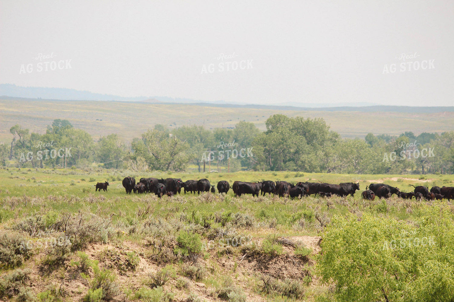 Cattle on Pasture 63081