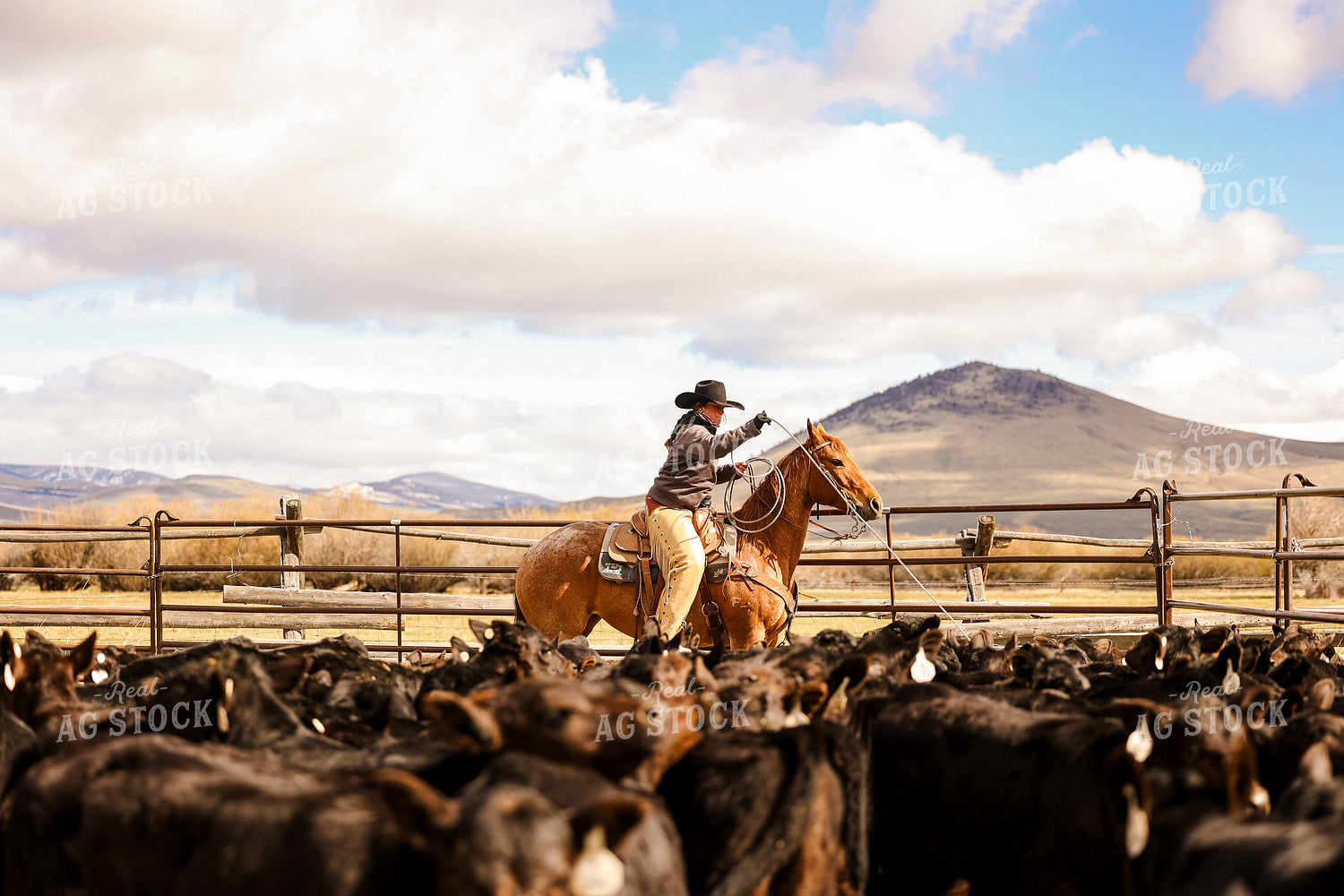 Female Rancher Roping Cattle on Horseback 225026
