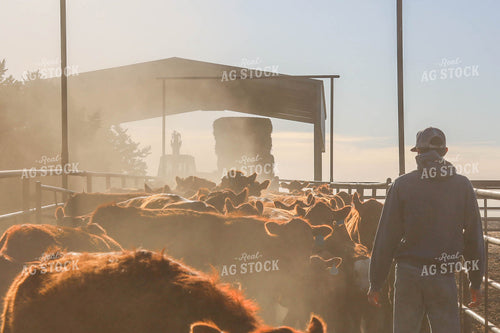Rancher With Cattle in Farmyard 97019
