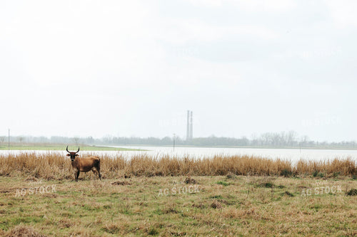 Longhorn Cattle on Pasture 205104