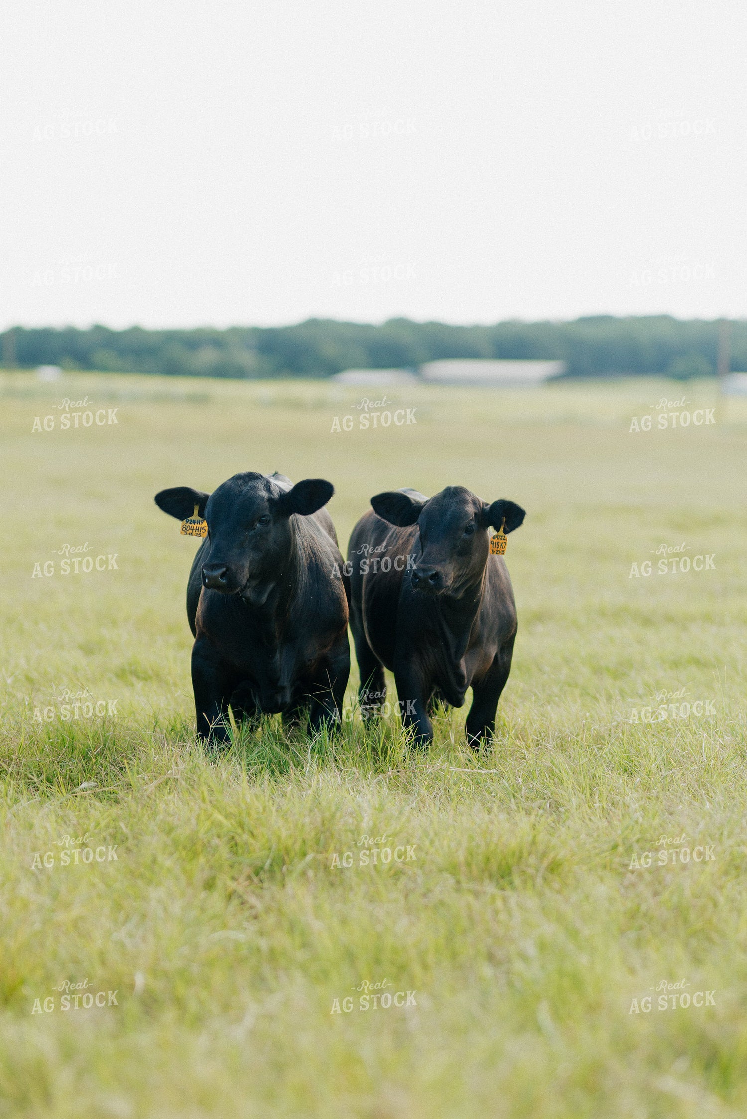 Calves on Pasture 301038