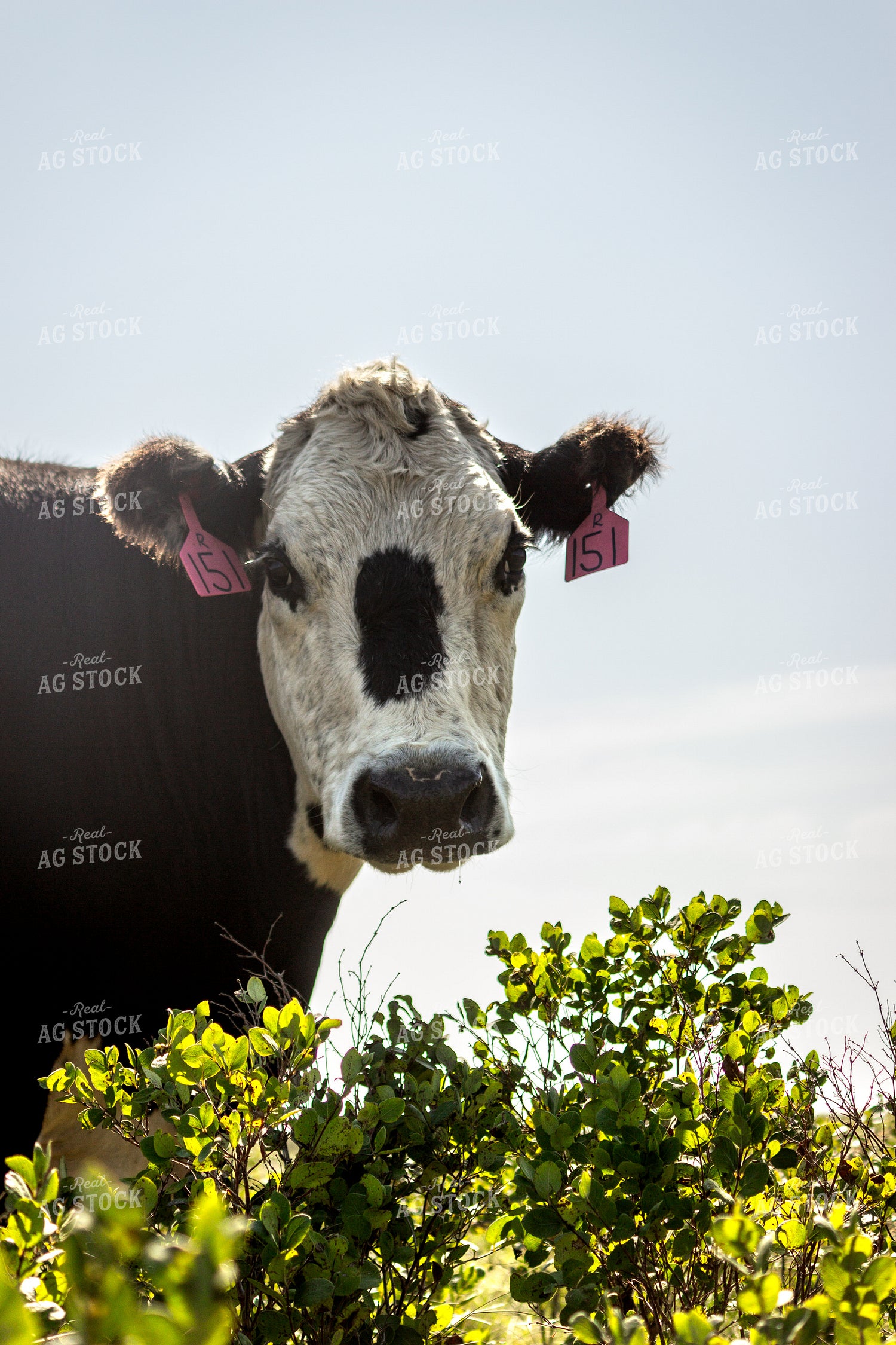 Black Baldy Cow 155079