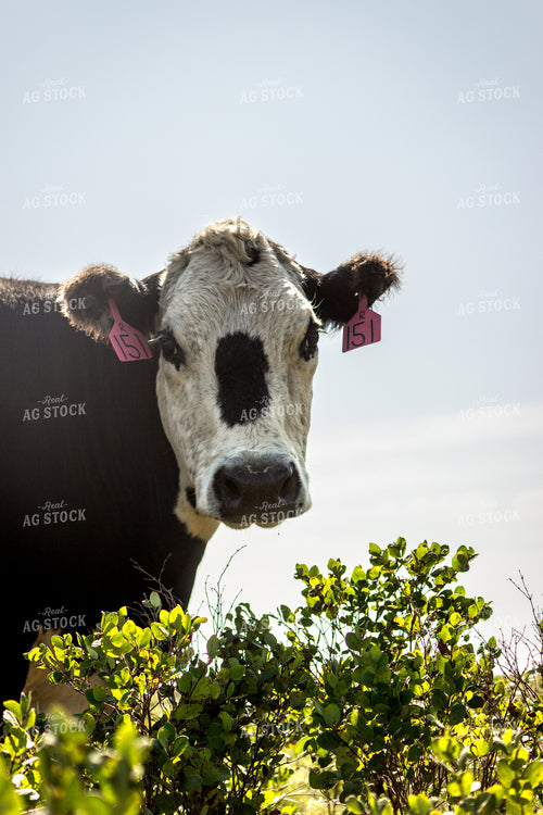 Black Baldy Cow 155079