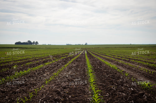 Early Growth Corn Field 268292