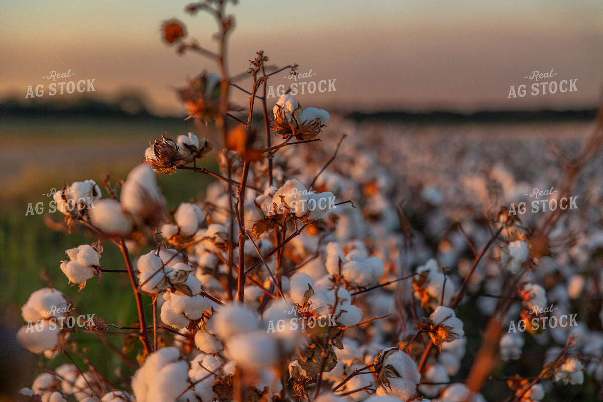 Cotton Bolls 291068