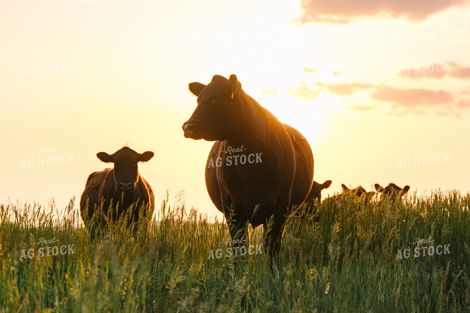 Black Angus Cattle on Pasture 68273