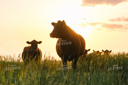 Black Angus Cattle on Pasture 68273