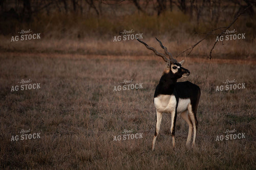 Southwestern Wildlife 59032