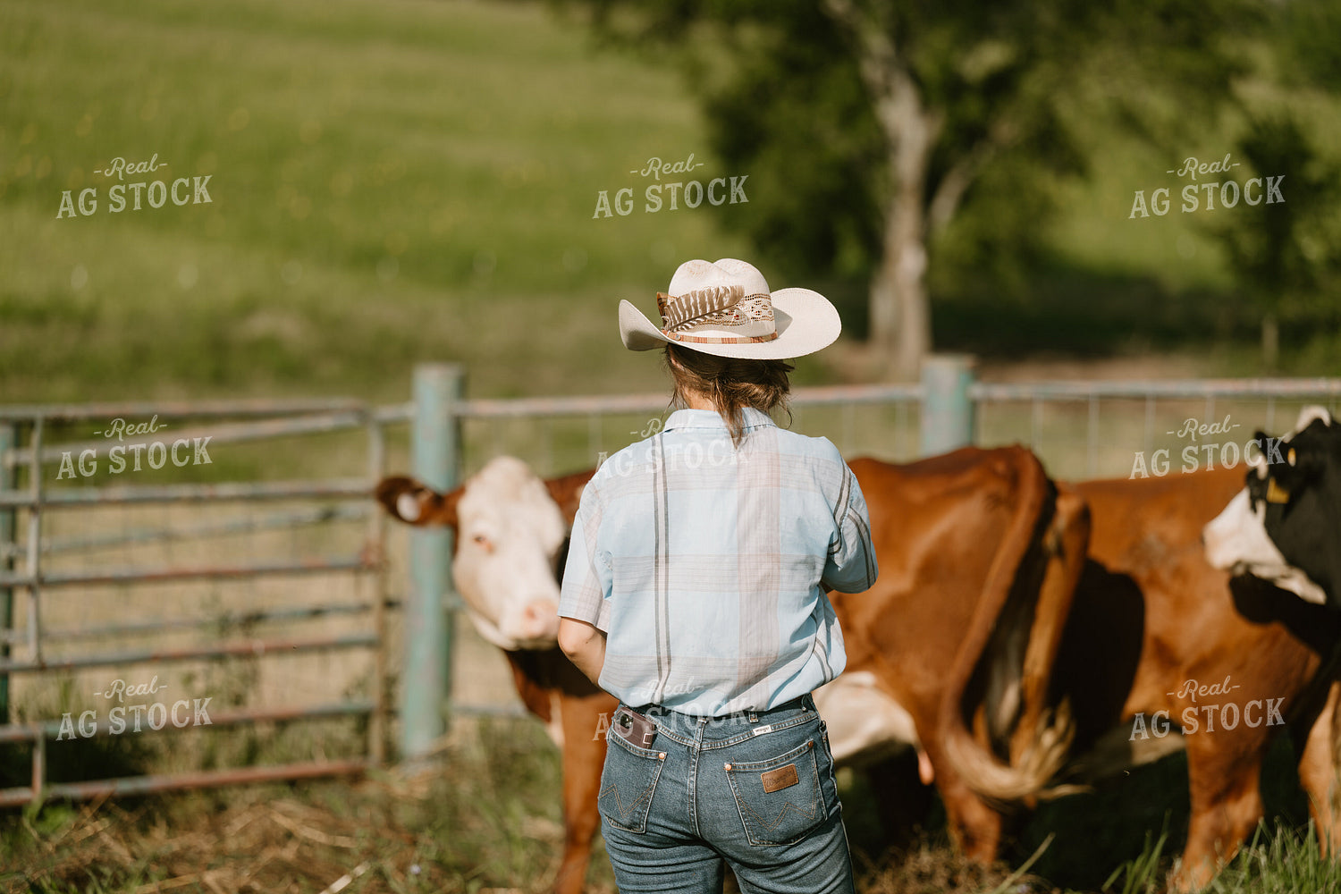 Female Rancher Checking Cattle 125377