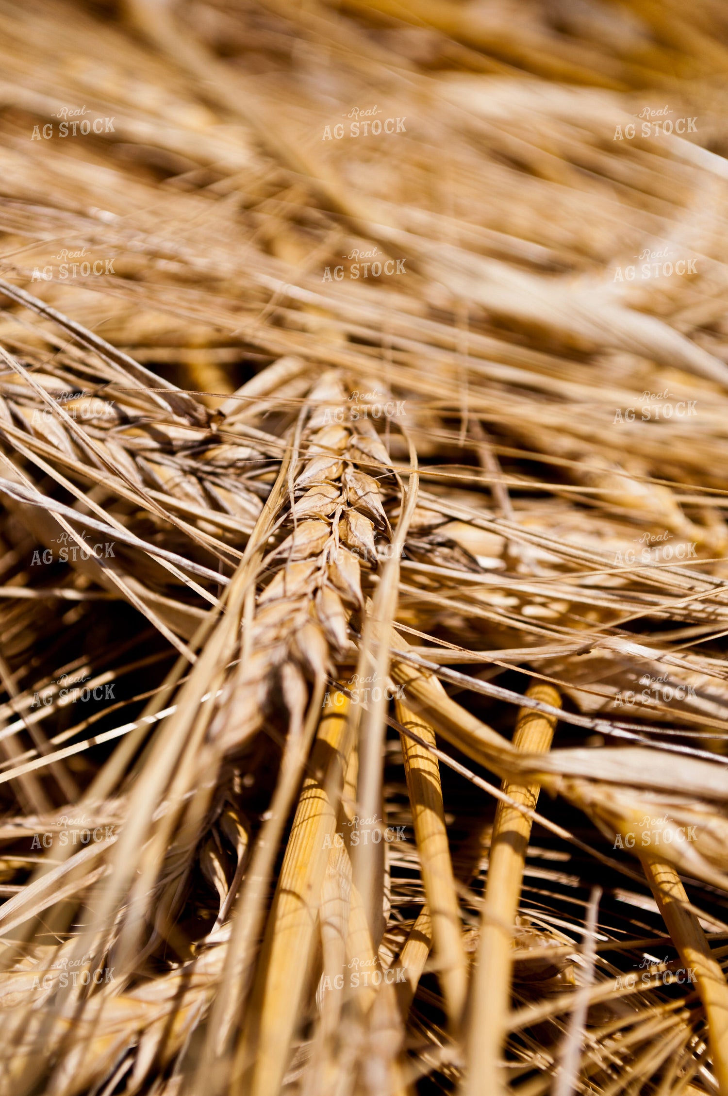 Wheat 76005