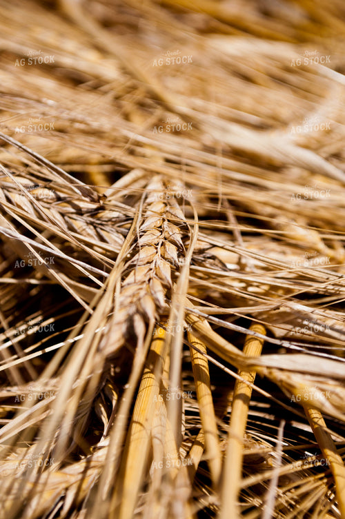 Wheat 76005