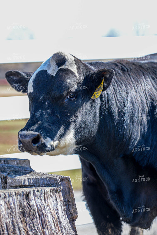 Cattle on Pasture 160065