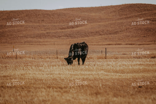 Angus Cattle on Pasture 202000