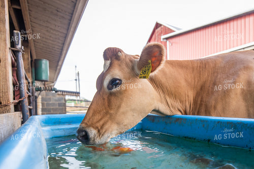 Guernsey Dairy Cows 270555