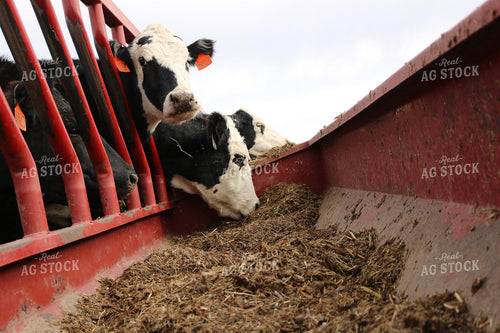Angus Cattle in Pen 82179