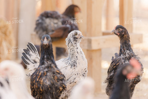 Chickens 184002