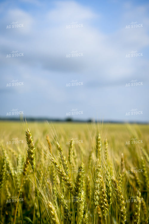 Wheat 191133