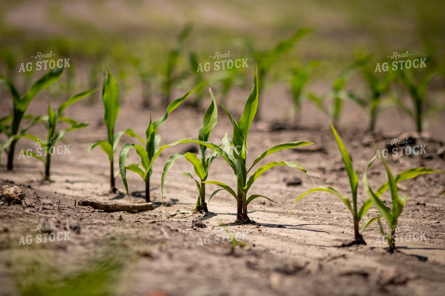 Early Growth Corn in Dry Field 214312