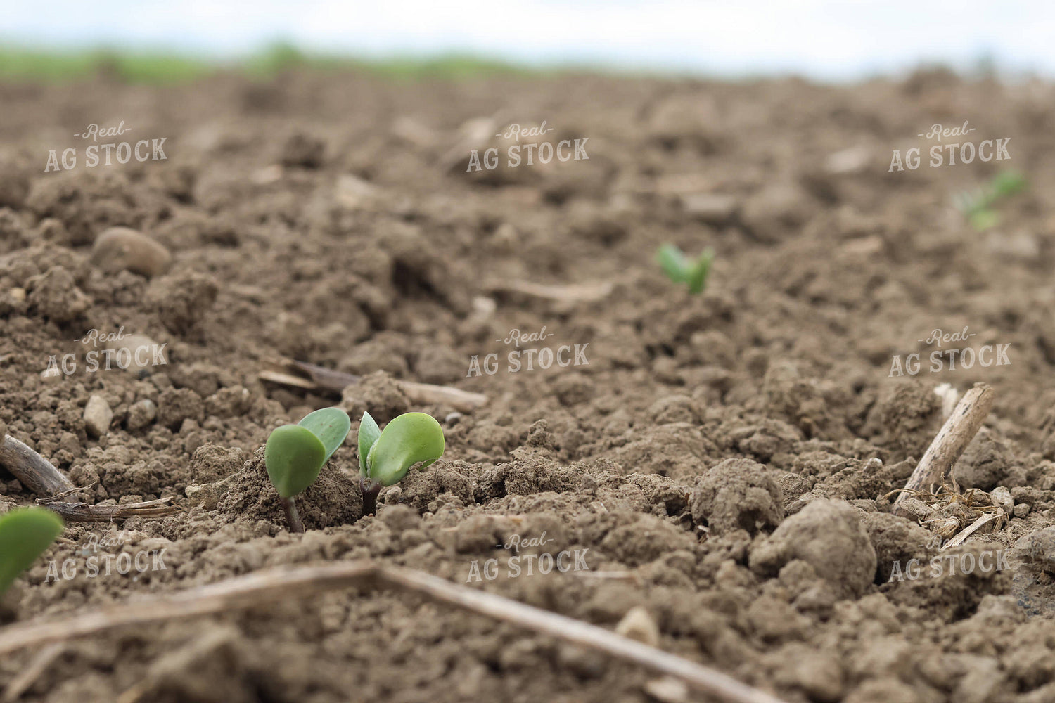 Soybeans Emerging 109137
