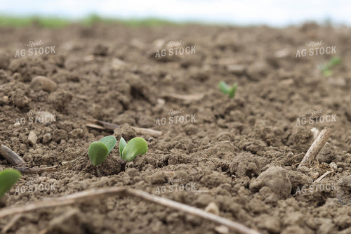 Soybeans Emerging 109137