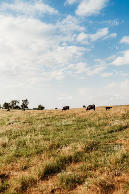 Angus Cattle on Pasture 203060