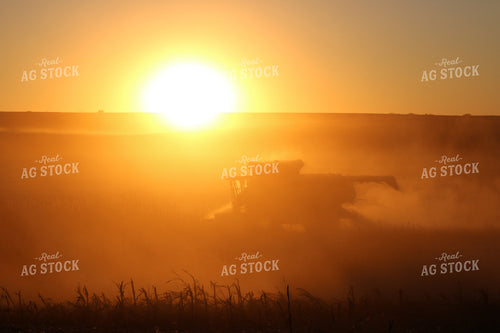 Corn Harvest 82133