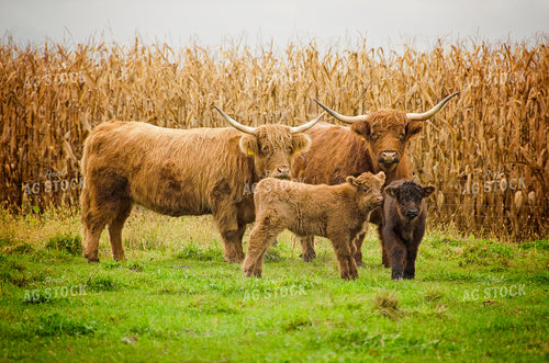 Highland Cows & Calves 137007