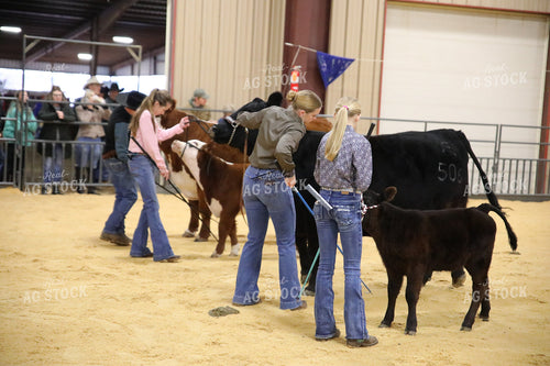 Showing Cattle 102069