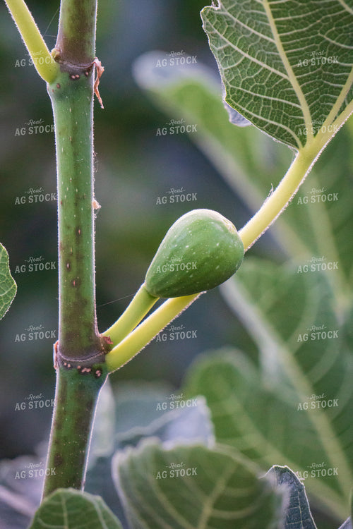 Figs 276013
