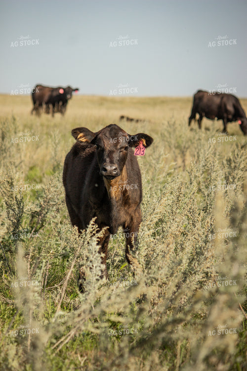 Angus Cattle 155047