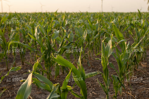 Hail and Wind Damaged Corn 67517