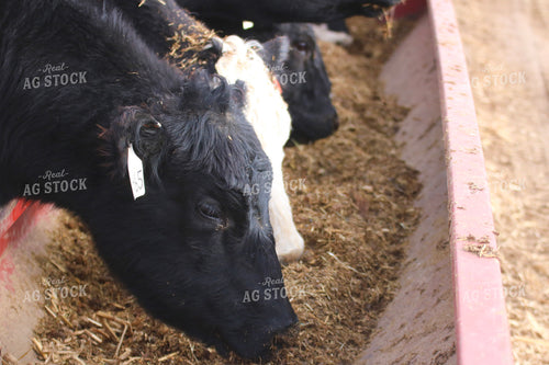 Angus Cattle in Pen 82185