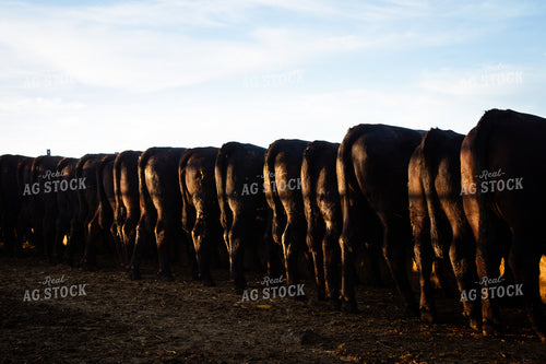 Cattle Lined Up at Feed Bunk 268386