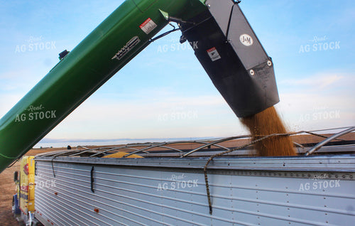 Dumping Corn in Semi Trailer 141054