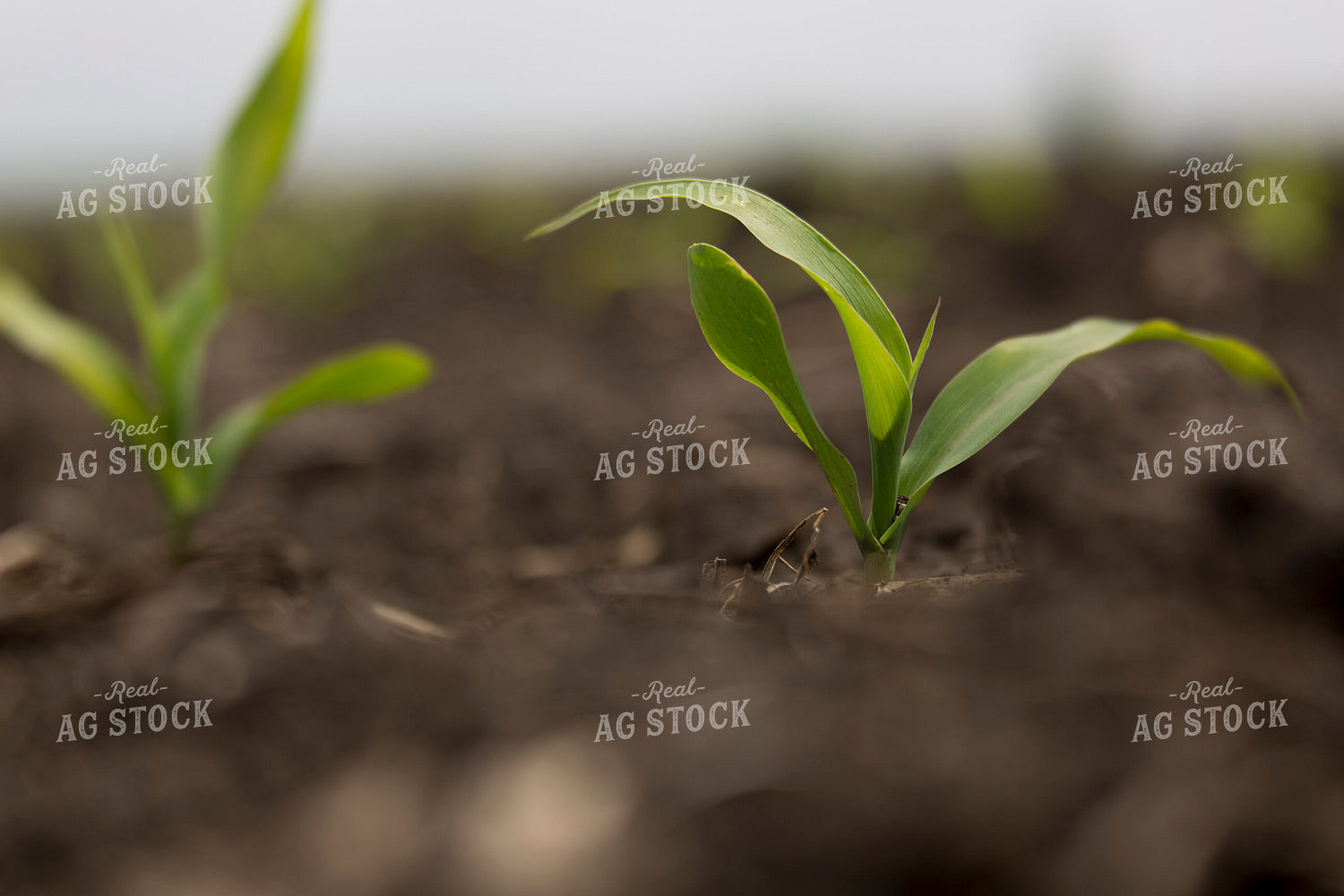 Corn - Early Growth 1040