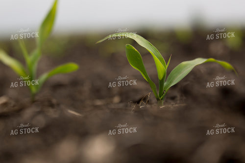 Corn - Early Growth 1040