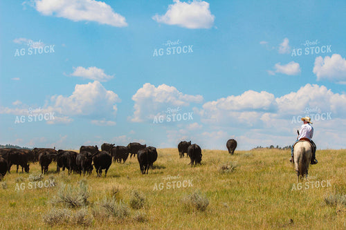 Rancher with Horse 63079