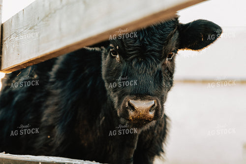 Angus Cattle in Pen 61089