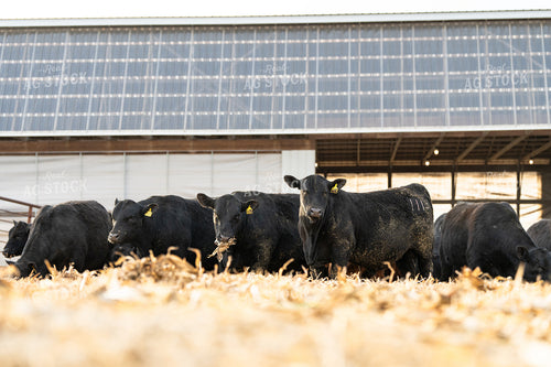 Angus Cattle on Cornstalks 68205