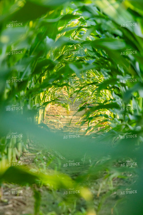 Mid-Season Corn Field 291101