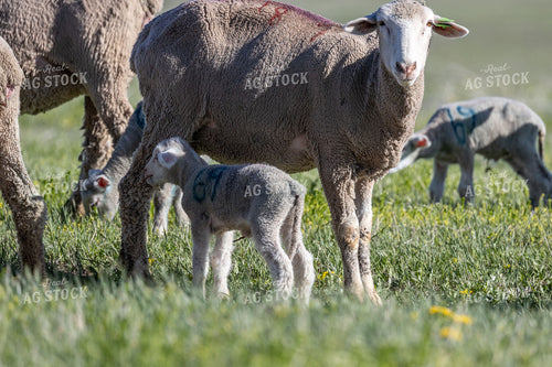 Sheep 261051