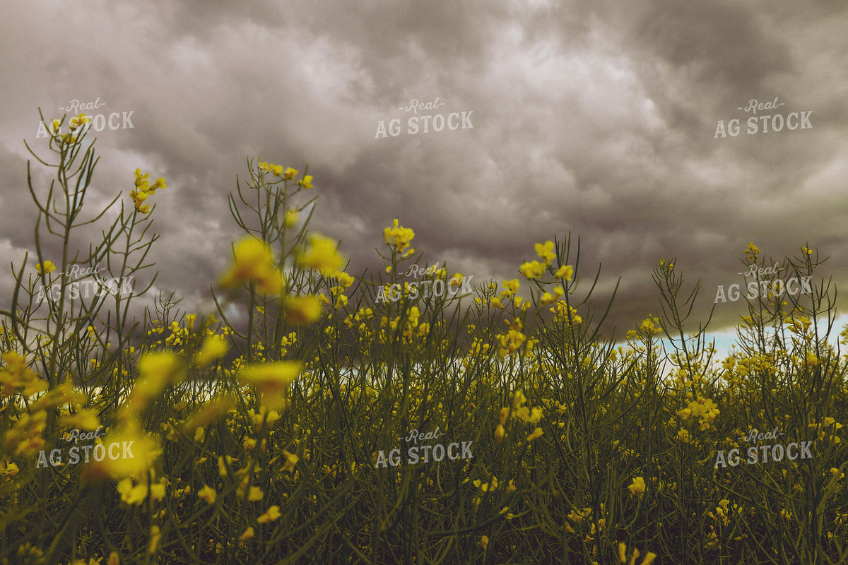 Canola Field 187371