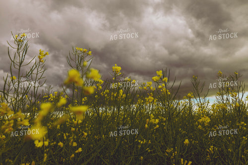 Canola Field 187371