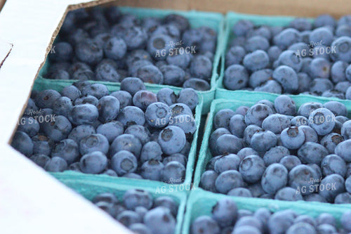 Blueberries in Punnet 73009