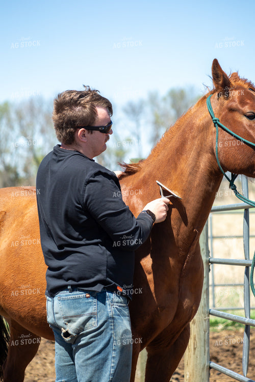 Farmer Grooming Horse 155596